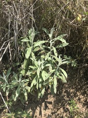 Pseudognaphalium canescens