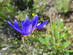 Geissorhiza lewisiae