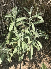 Pseudognaphalium canescens
