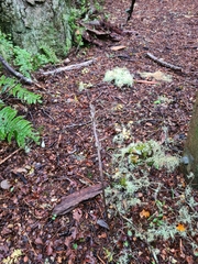 Gastrodia cunninghamii