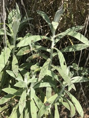 Pseudognaphalium canescens