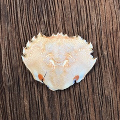 Ovalipes australiensis