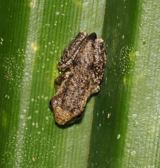 Pelodryadidae