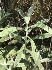 Pseudognaphalium canescens