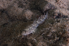 Favonigobius