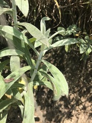 Pseudognaphalium canescens