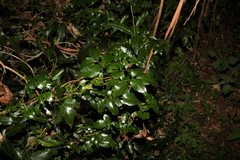 Pandorea floribunda