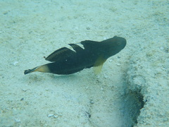 Amblygobius phalaena