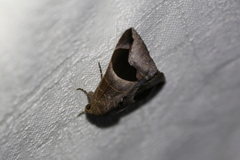 Bastilla