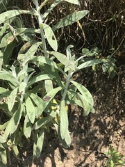 Pseudognaphalium canescens