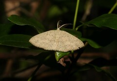 Cyclophora turneri