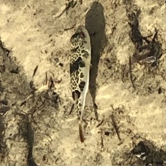 Tetractenos glaber