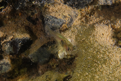 Gobiopterus semivestitus