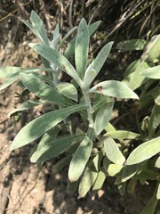 Pseudognaphalium canescens