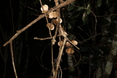 Dioscorea transversa