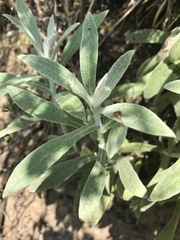 Pseudognaphalium canescens