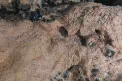 Gobiopterus semivestitus