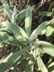 Pseudognaphalium canescens