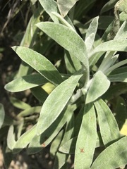Pseudognaphalium canescens