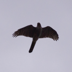 Accipiter nisus
