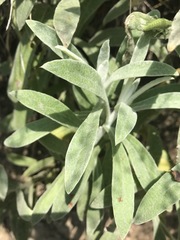 Pseudognaphalium canescens