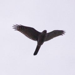 Accipiter nisus