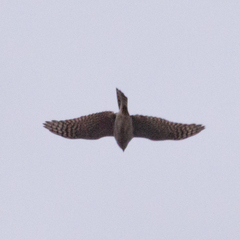 Accipiter nisus