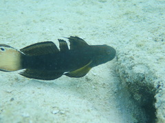 Amblygobius phalaena