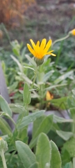 Calendula arvensis