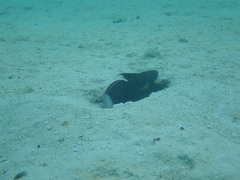 Amblygobius phalaena
