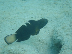 Amblygobius phalaena