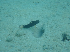 Amblygobius phalaena