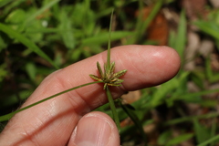 Cyperus laevis