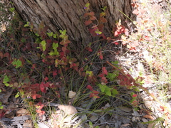 Tremandra stelligera