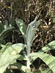 Pseudognaphalium canescens