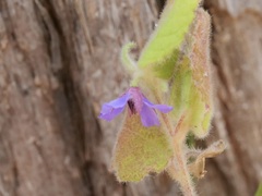 Tremandra stelligera