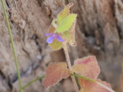 Tremandra stelligera