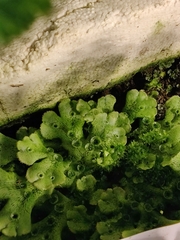 Marchantia polymorpha ruderalis