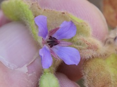 Tremandra stelligera