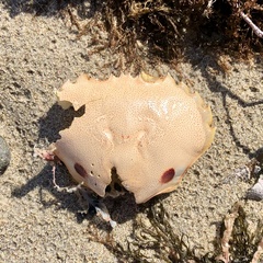 Ovalipes australiensis