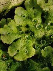 Marchantia polymorpha ruderalis