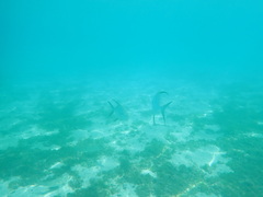 Trachinotus blochii