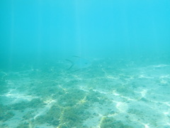 Trachinotus blochii