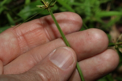 Cyperus laevis