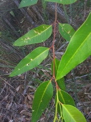 Eucalyptus robusta