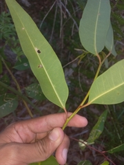 Eucalyptus robusta