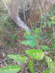 Eucalyptus robusta