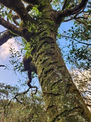 Trypoxylus dichotomus tsunobosonis