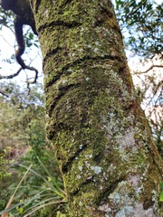 Trypoxylus dichotomus tsunobosonis