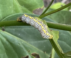 Abrostola asclepiadis